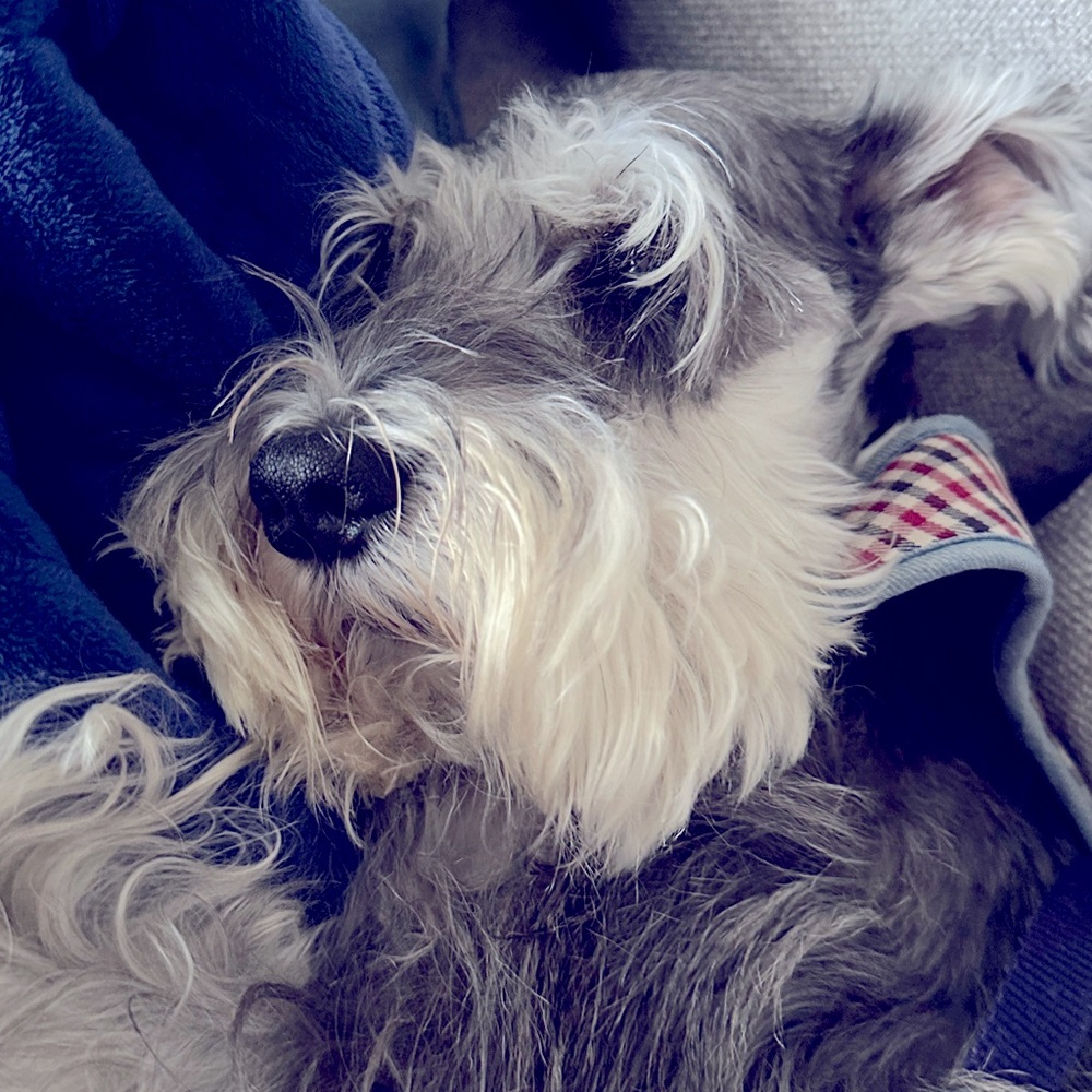 Meet your Posher, Maverick